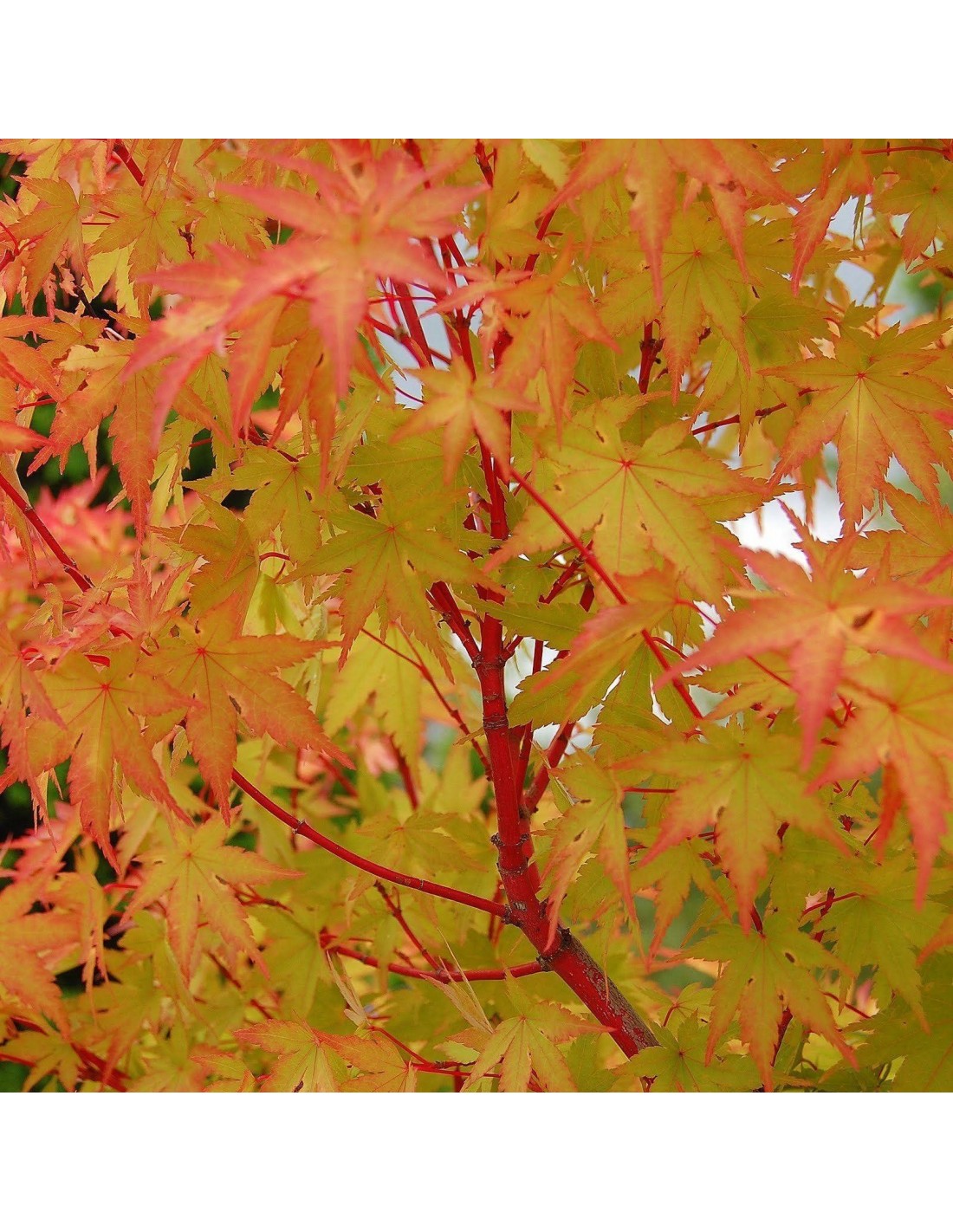 Sango Kaku Coral Bark Maple Acer Palmatum Japanese Maples For Sale