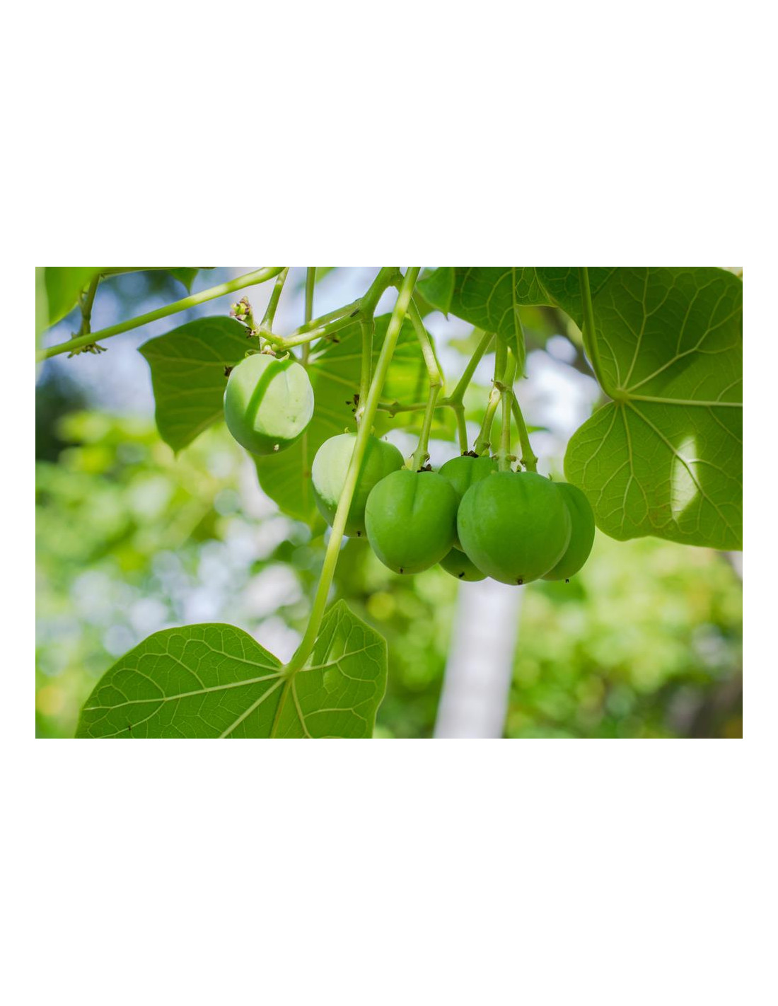 Jatrofa No Toxica Jatropha Curcas L Pi On Blanco Pi On De Tempate