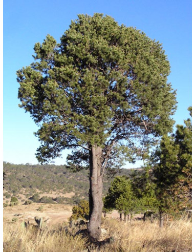 Arbolito De Pino Pi Onero Pinus Cembroides Pino Pi Onero Mexicano