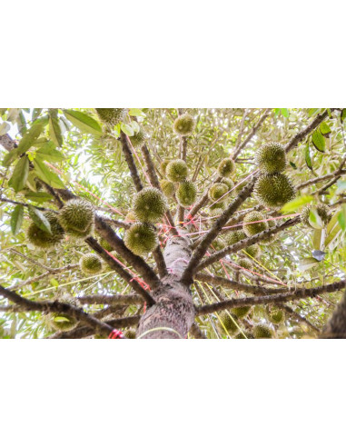 Durian Fruit Tree Monthong Durio Zibethinus Order Online Durio