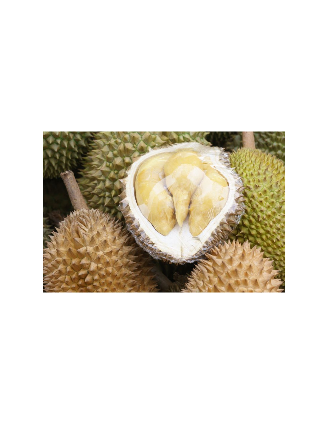 Durian Fruit Tree Monthong Durio Zibethinus Order Online Durio