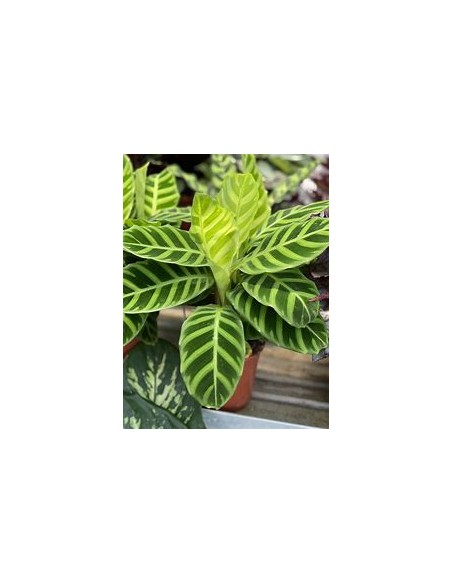 Calathea Zebrina Plant Online Nursery