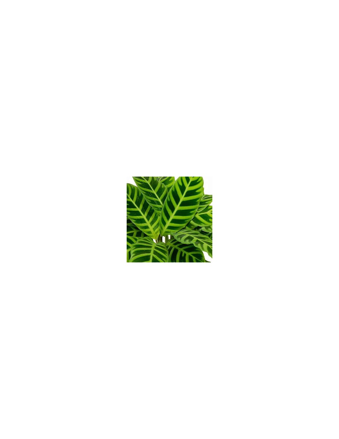 Calathea Zebrina Plant Online Nursery