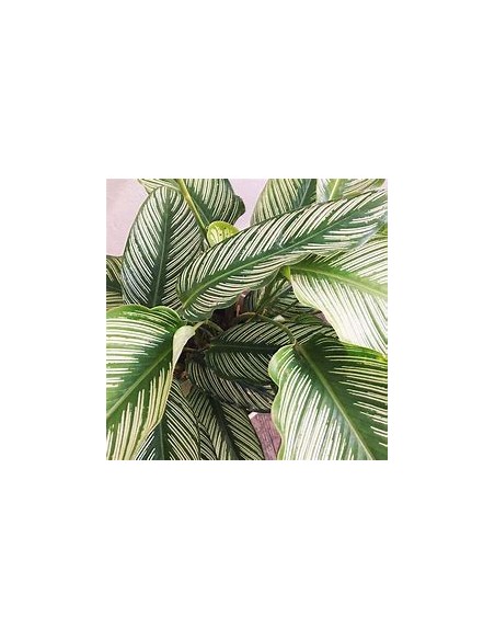 Calathea Majestica Plant Online Nursery