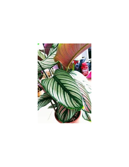 Calathea Majestica Plant Online Nursery