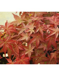 1 Acer palmatum ''Chishio improved'' - Japanese maple from Mexico 2