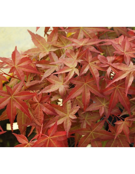 1 Acer palmatum ''Chishio improved'' - Japanese maple from Mexico