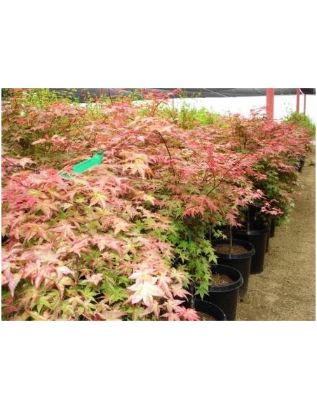 1 Acer palmatum ''Chishio improved'' - Japanese maple from Mexico