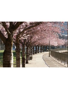 1 Arbol de Cerezo Japones (Prunus serrulata) Sakura - Kanzan arbolitos En venta En Mexico 2