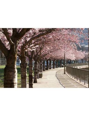 1 Japanese cherry blossom tree Live plant - Prunus serrulata For sale from Mexico