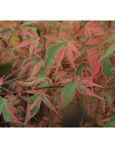 1 Acer palmatum''shojo no mai'' Maple TREE For sale tree nurserie - Worldwide shipping ORDER HERE