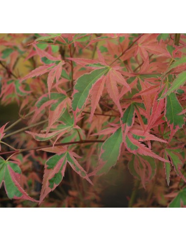 Arbolito de Maple ''Shojo no Mai'' - Venta de arce japones en Mexico - Online Acer palmatums