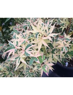 1 Acer palmatum''shojo no mai'' Maple TREE For sale tree nurserie - Worldwide shipping ORDER HERE 2