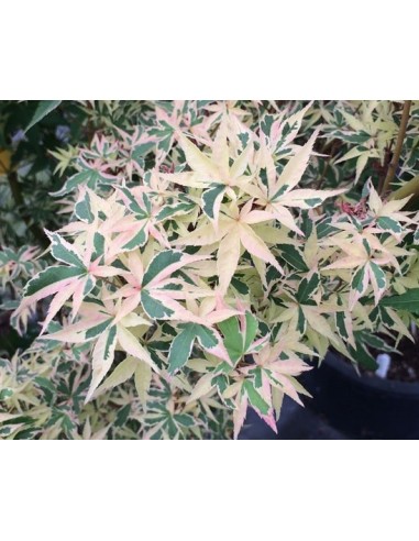 1 Acer palmatum''shojo no mai'' Maple TREE For sale tree nurserie - Worldwide shipping ORDER HERE