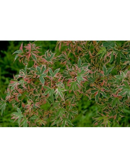 Arbolito de Maple ''Shojo no Mai'' - Venta de arce japones en Mexico - Online Acer palmatums