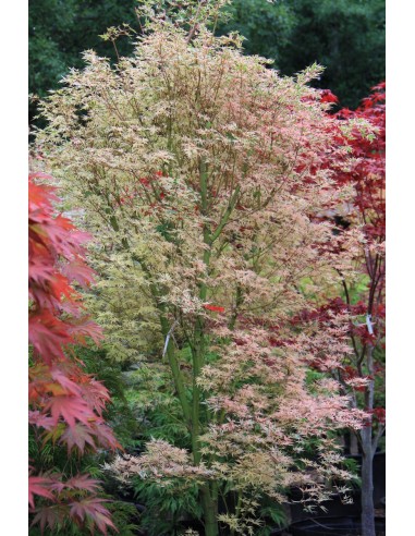 1 Acer palmatum''shojo no mai'' Maple TREE For sale tree nurserie - Worldwide shipping ORDER HERE
