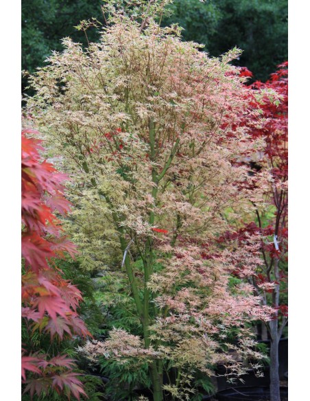 1 Acer palmatum''shojo no mai'' Maple TREE For sale tree nurserie - Worldwide shipping ORDER HERE 1 Acer palmatum''shojo no mai'' Maple TREE For sale tree nurserie - Worldwide shipping ORDER HERE