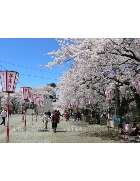 1 Japanese cherry blossom tree Live plant - Prunus serrulata For sale from Mexico 1 Japanese cherry blossom tree Live plant - Prunus serrulata For sale from Mexico