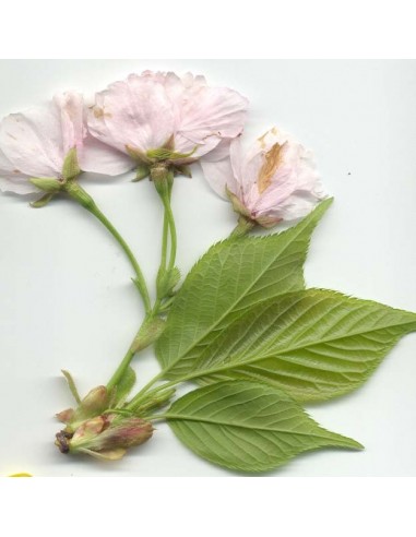 1 Japanese cherry blossom tree Live plant - Prunus serrulata For sale from Mexico