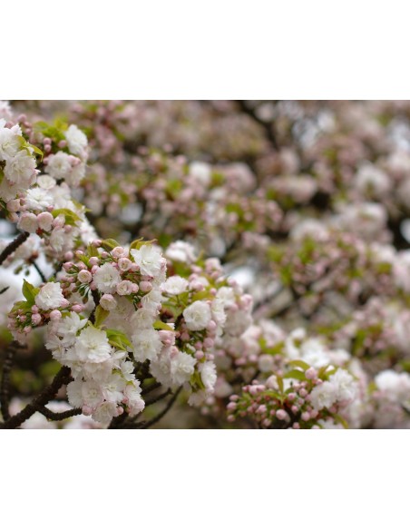 1 Japanese cherry blossom tree Live plant - Prunus serrulata For sale from Mexico 1 Japanese cherry blossom tree Live plant - Prunus serrulata For sale from Mexico