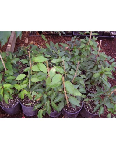 ''Kiwiño''  Actinidia arguta - Macho El Kiwiño Llego a Mexico - Frutal exotico y raro en venta