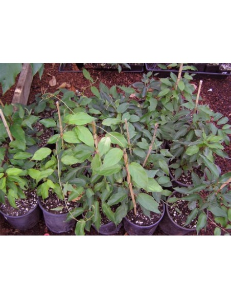 ''Kiwiño''  Actinidia arguta - Macho El Kiwiño Llego a Mexico - Frutal exotico y raro en venta