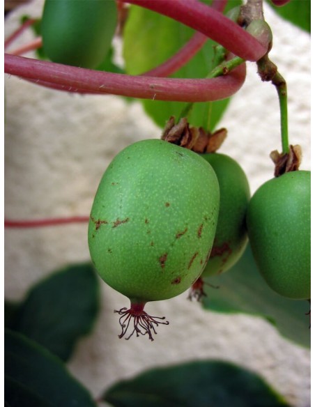 ''Kiwiño''  Actinidia arguta - Macho El Kiwiño Llego a Mexico - Frutal exotico y raro en venta
