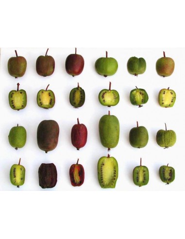 1 Actinidia arguta ''Ken's red'' kiwiño fruit Live plants for sale