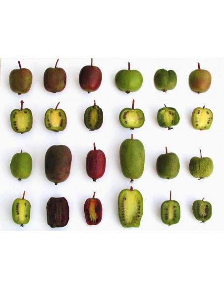 1 Actinidia arguta ''Ken's red'' kiwiño fruit Live plants for sale