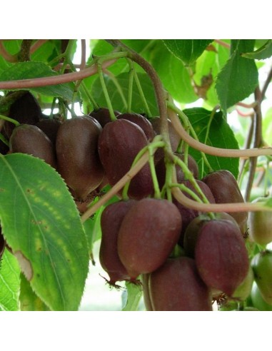 1 Actinidia arguta ''Ken's red'' kiwiño fruit Live plants for sale