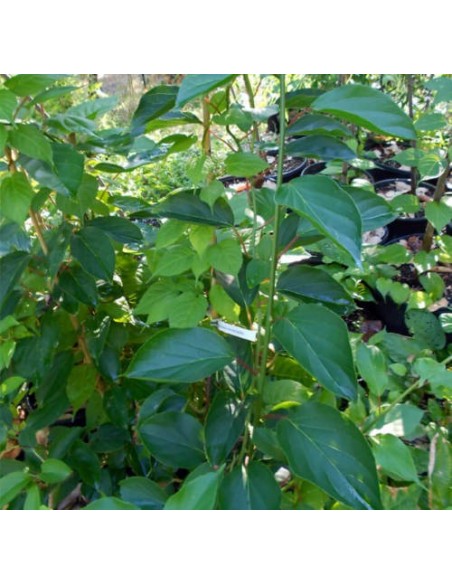 ''Kiwiño''  Actinidia arguta - Macho El Kiwiño Llego a Mexico - Frutal exotico y raro en venta