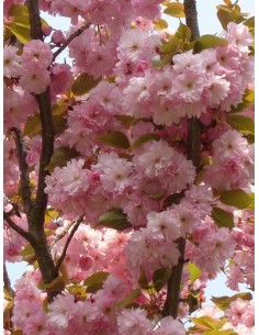 1 Arbol de Cerezo Japones (Prunus serrulata) Sakura - Kanzan arbolitos En venta En Mexico