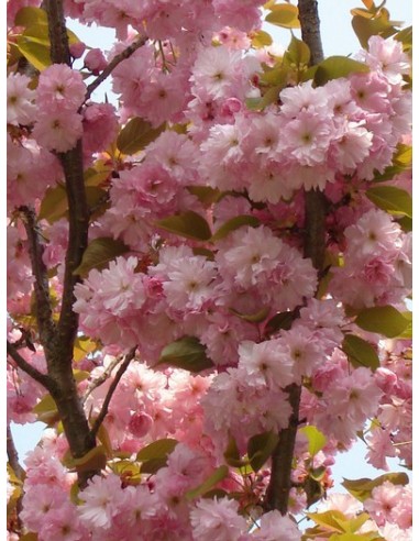 1 Japanese cherry blossom tree Live plant - Prunus serrulata For sale from Mexico