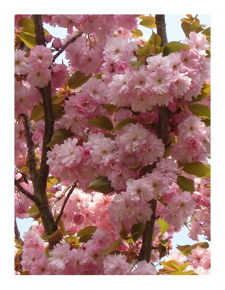 1 Arbol de Cerezo Japones (Prunus serrulata) Sakura - Kanzan arbolitos En venta En Mexico
