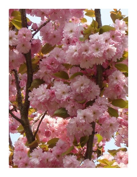 1 Japanese cherry blossom tree Live plant - Prunus serrulata For sale from Mexico 1 Japanese cherry blossom tree Live plant - Prunus serrulata For sale from Mexico