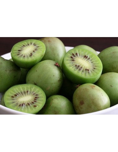 1 Actinidia arguta ''Ken's red'' kiwiño fruit Live plants for sale