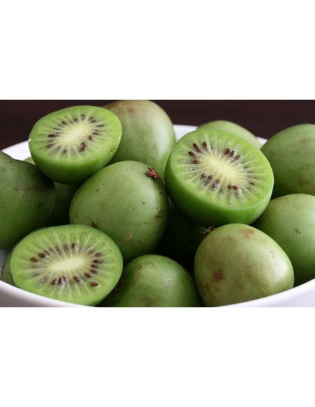 ''Kiwiño''  Actinidia arguta - Macho El Kiwiño Llego a Mexico - Frutal exotico y raro en venta