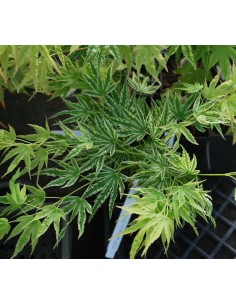 1 Acer palmatum''alpenweis'' Rare live plants - Japanese maple