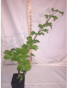 1 Acer Shirasawanum ''Full moon'' Aureum'' Arbolitos raros en The greens shop co. 2