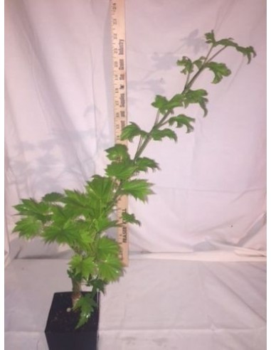 1 Acer Shirasawanum ''Full moon'' Aureum'' Arbolitos raros en The greens shop co.