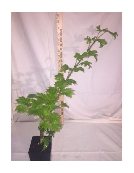 1 Acer shirasawanum -''Full moon aureum'' For sale Grafted plants