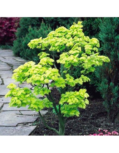 1 Acer shirasawanum -''Full moon aureum'' For sale Grafted plants