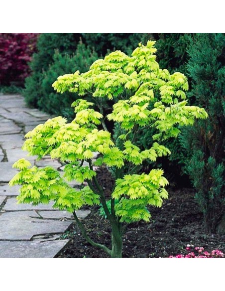 1 Acer shirasawanum -''Full moon aureum'' For sale Grafted plants