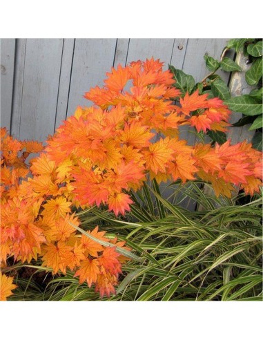 1 Acer shirasawanum -''Full moon aureum'' For sale Grafted plants