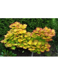 1 Acer Shirasawanum ''Full moon'' Aureum'' Arbolitos raros en The greens shop co.