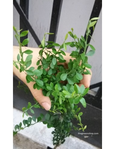 Finger lime plant - ''Wauchope'' Citrus australassica Grafted plants from Mexico