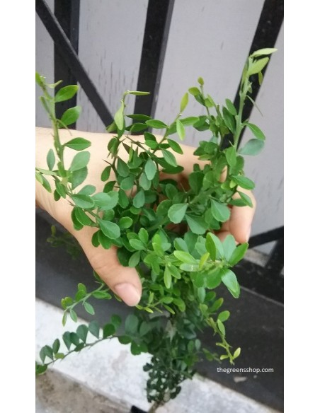 1 Arbolito de Lima dedo - Citrus australassica ''Wauchope''  Limon caviar, Lima dedo