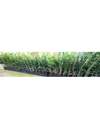 Finger lime plant - ''Wauchope'' Citrus australassica Grafted plants from Mexico