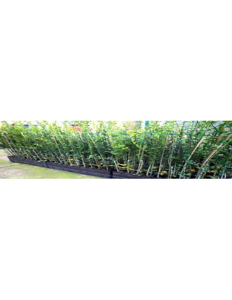 Finger lime plant - ''Wauchope'' Citrus australassica Grafted plants from Mexico Finger lime plant - ''Wauchope'' Citrus australassica Grafted plants from Mexico