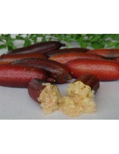 Finger lime plant - ''Wauchope'' Citrus australassica Grafted plants from Mexico